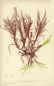 British Sea-Weed (naturtrykt) af English School